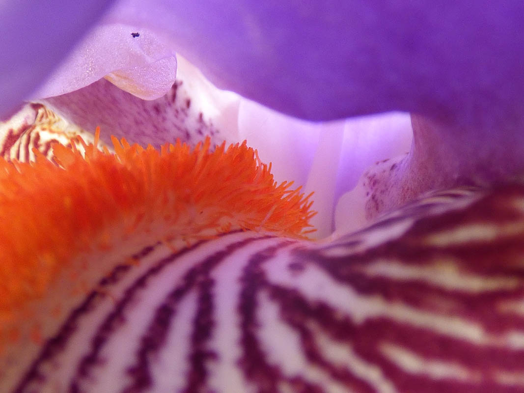 Féérie végétanimale